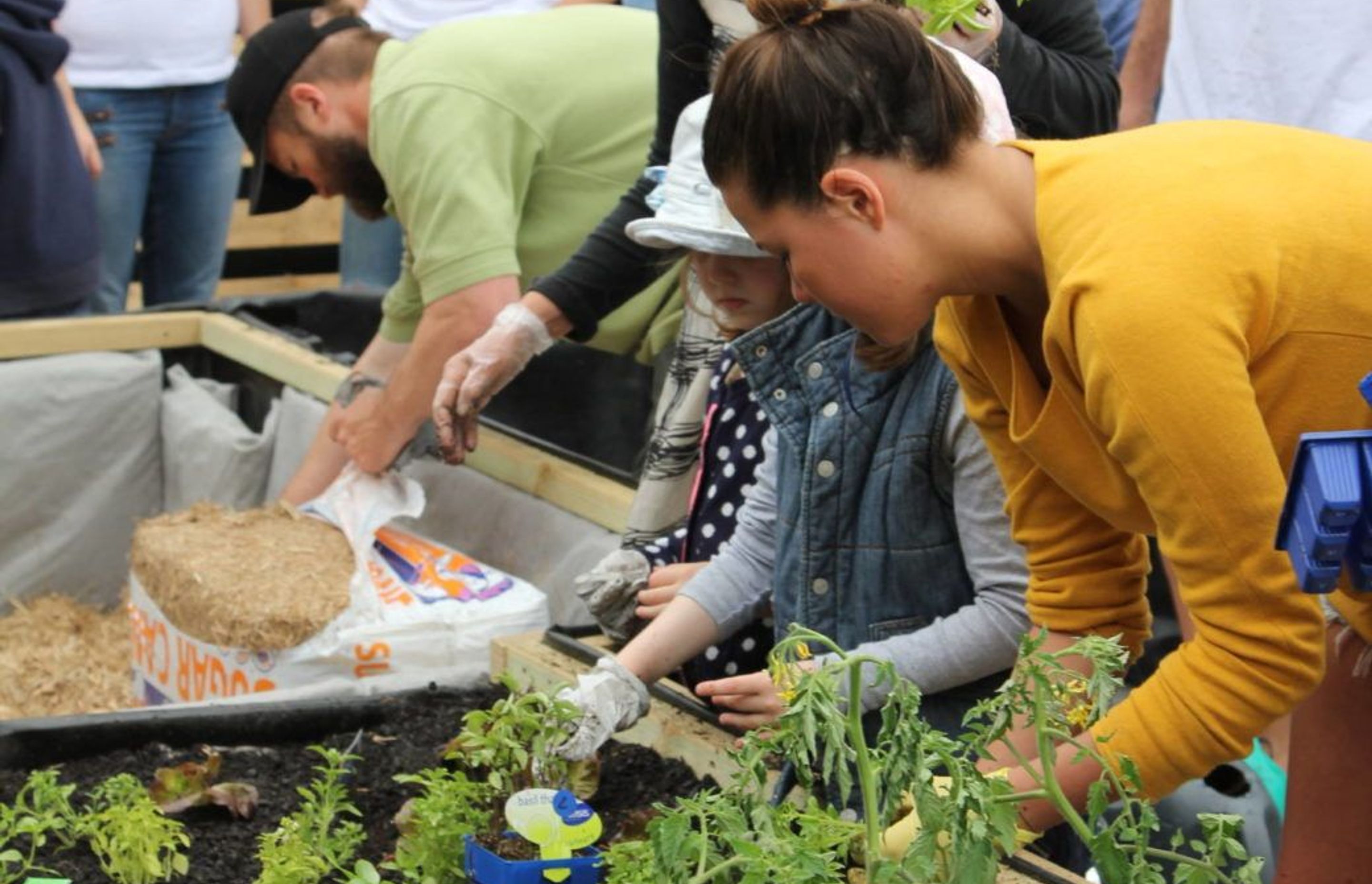 Gardening during Isolation