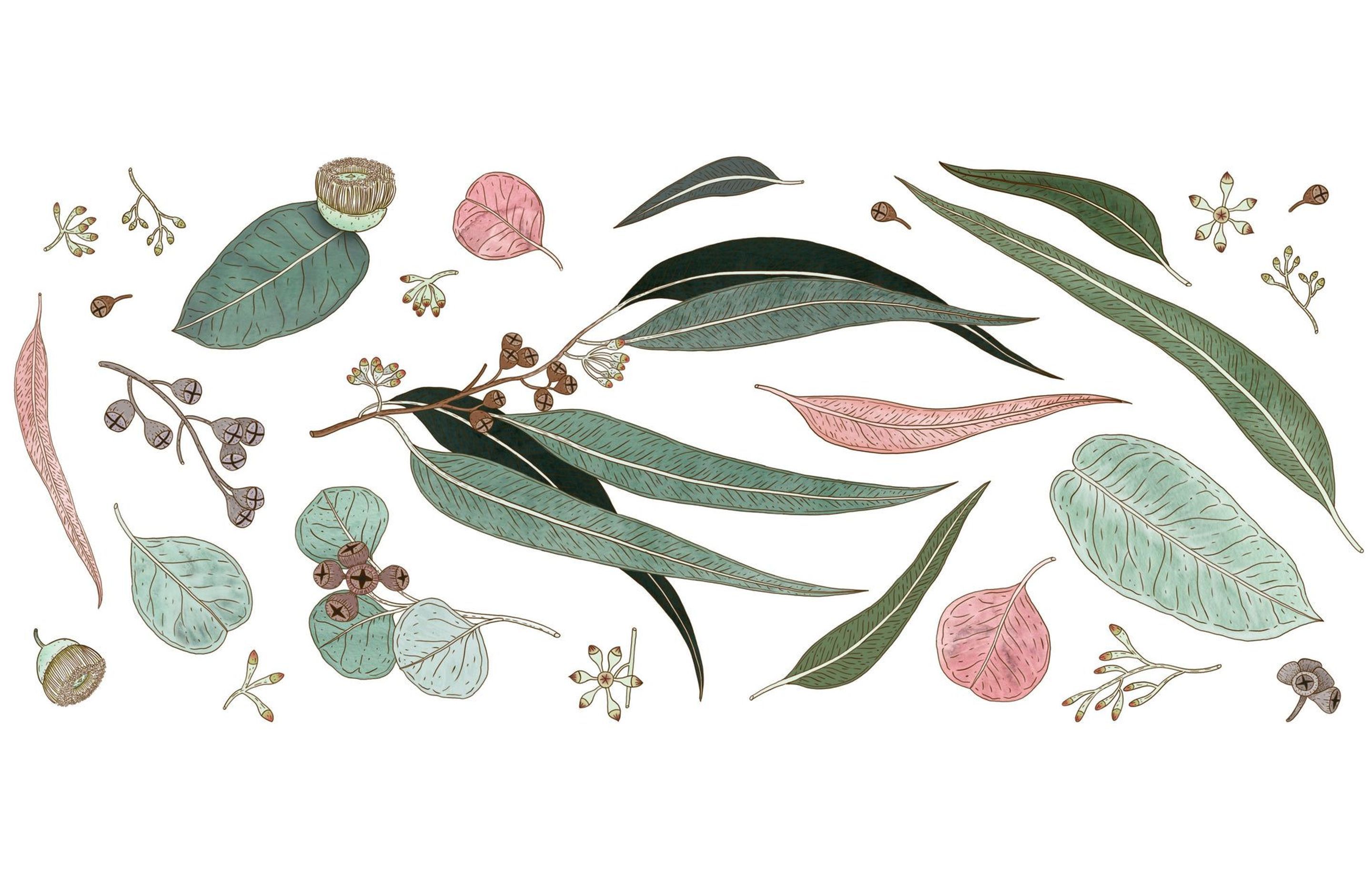 Tasmanian Oak | Illustration by Beth Emily for IN-TERIA