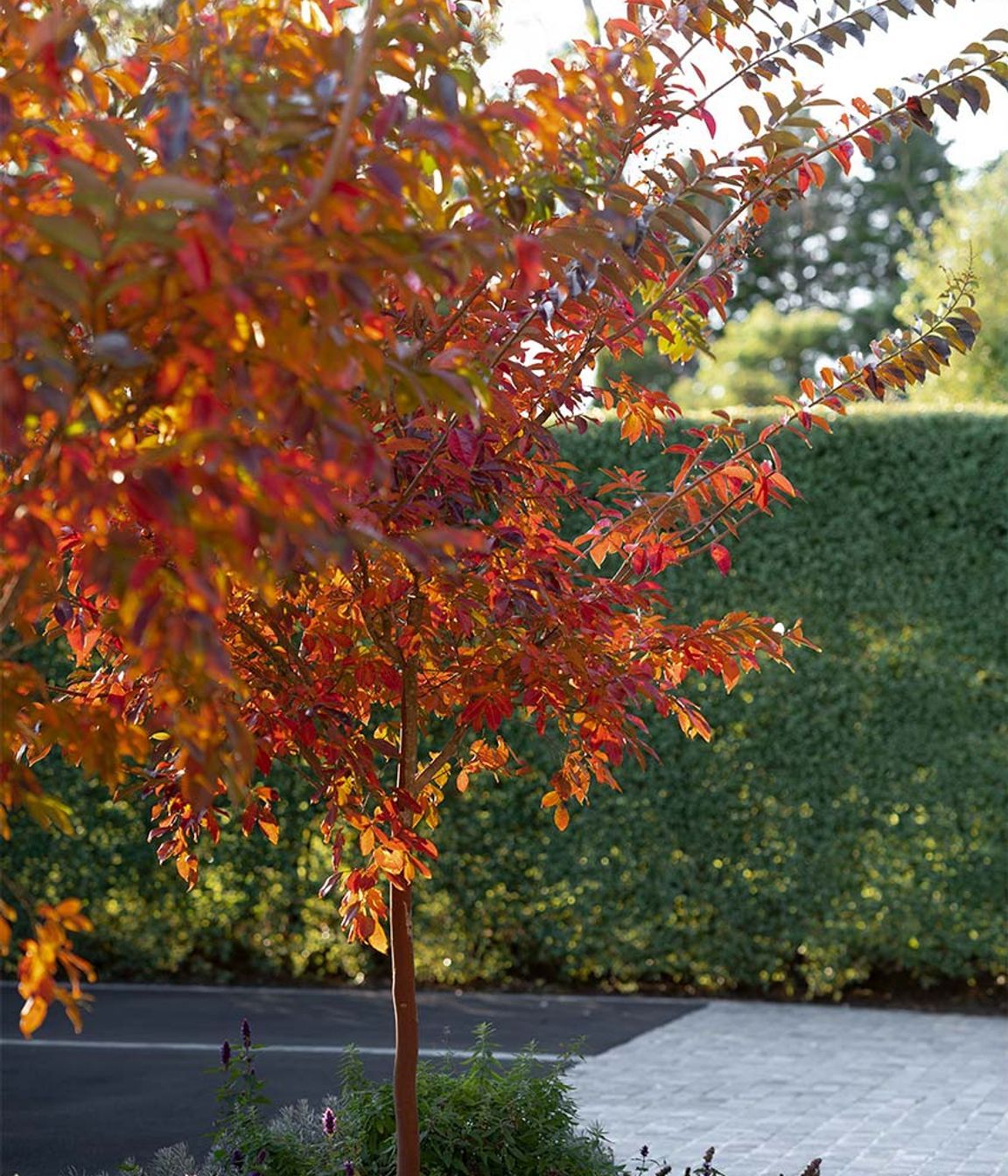 The warm heart of cold gardens