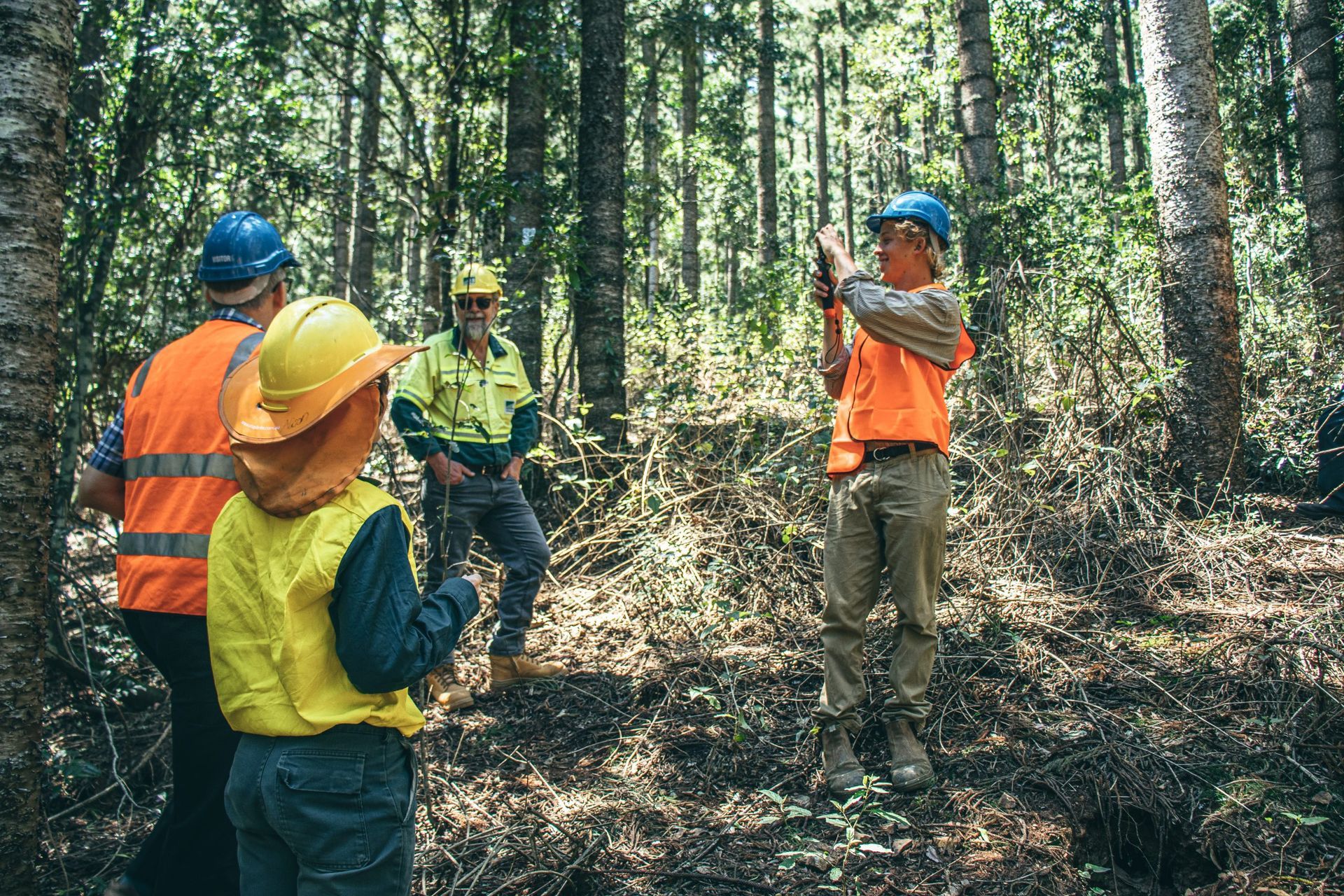 Tom Robinson, sizing up the trees at HQPlantations Blackbutt Araucaria plantation forest.