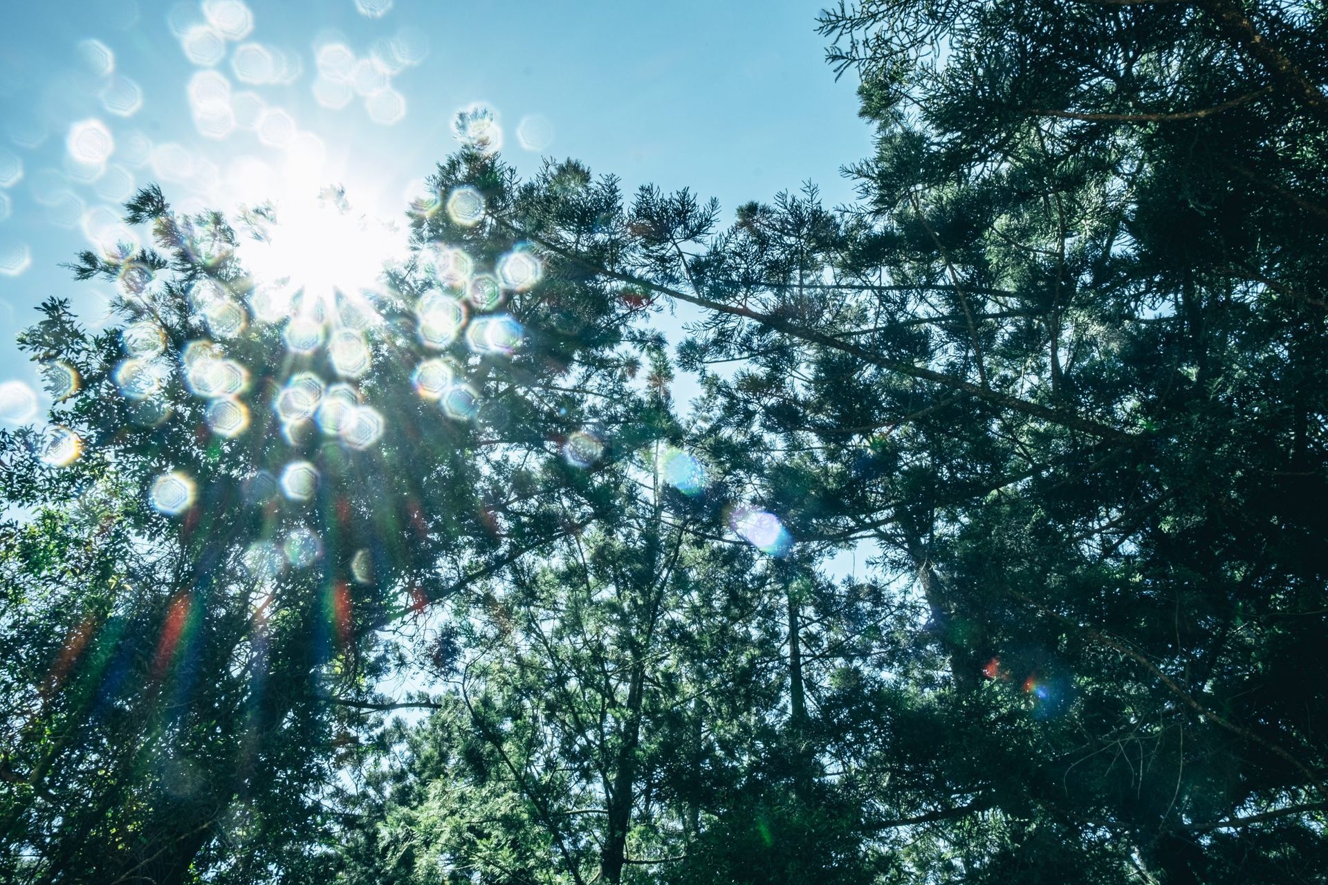 Solo Pacific adventurer visits source of rowboat timber