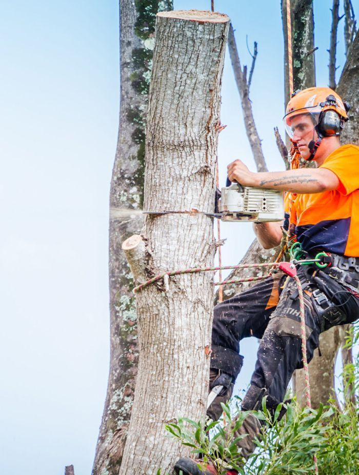 Tree-Removal-02-v1.jpg