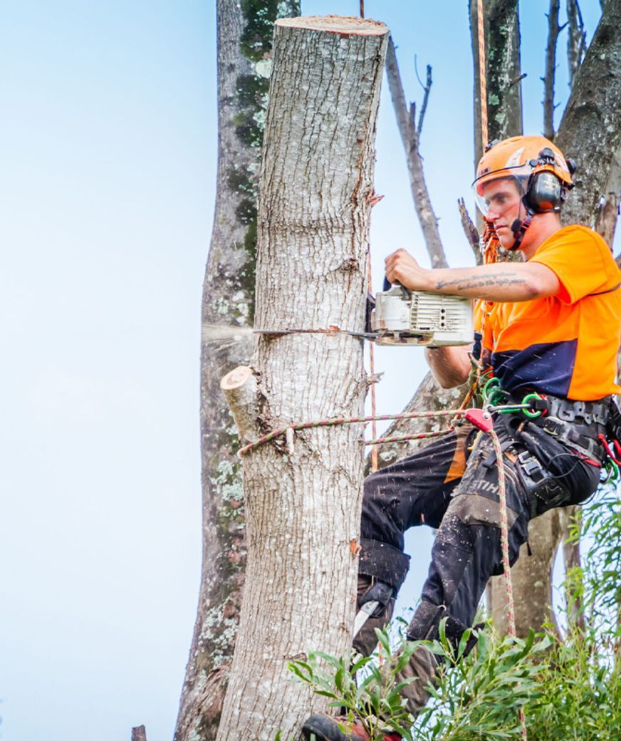 Tree-Removal-02-v1.jpg
