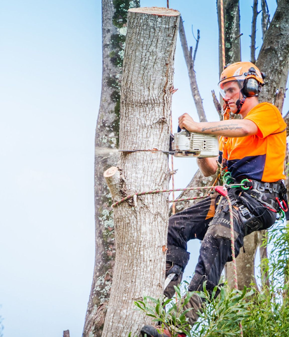 Tree-Removal-02-v1.jpg