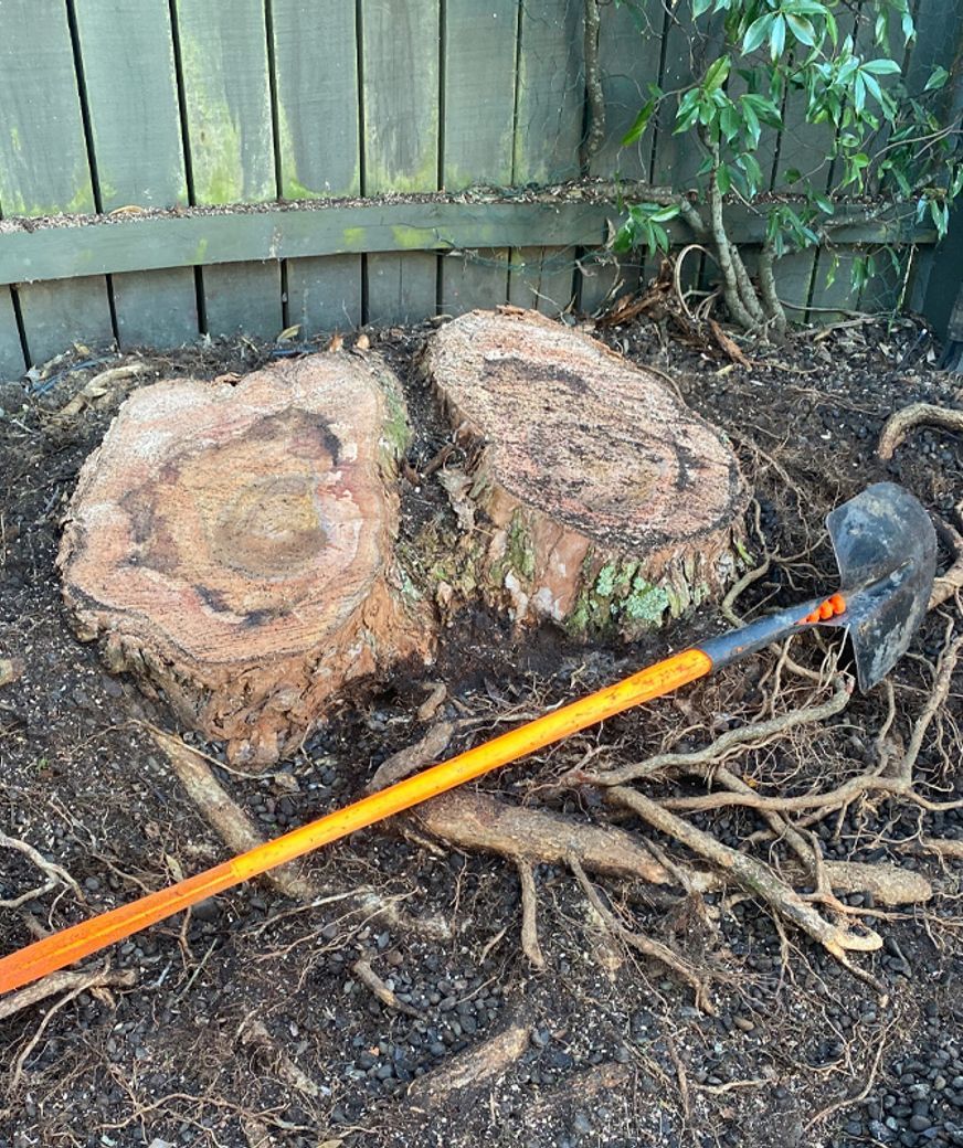 Tree-Stump-01-v1.jpg