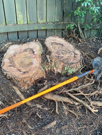 Tree-Stump-01-v1.jpg