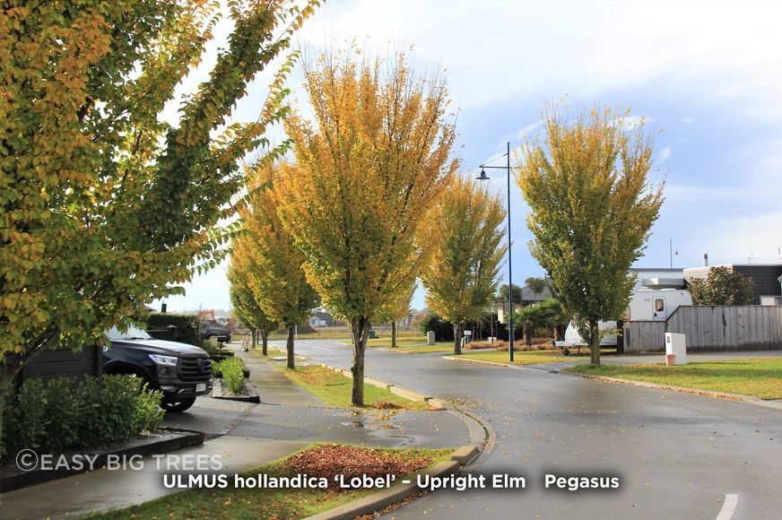 ULMUS-LOB-Standard-Project-banner-1500x1000px.jpg