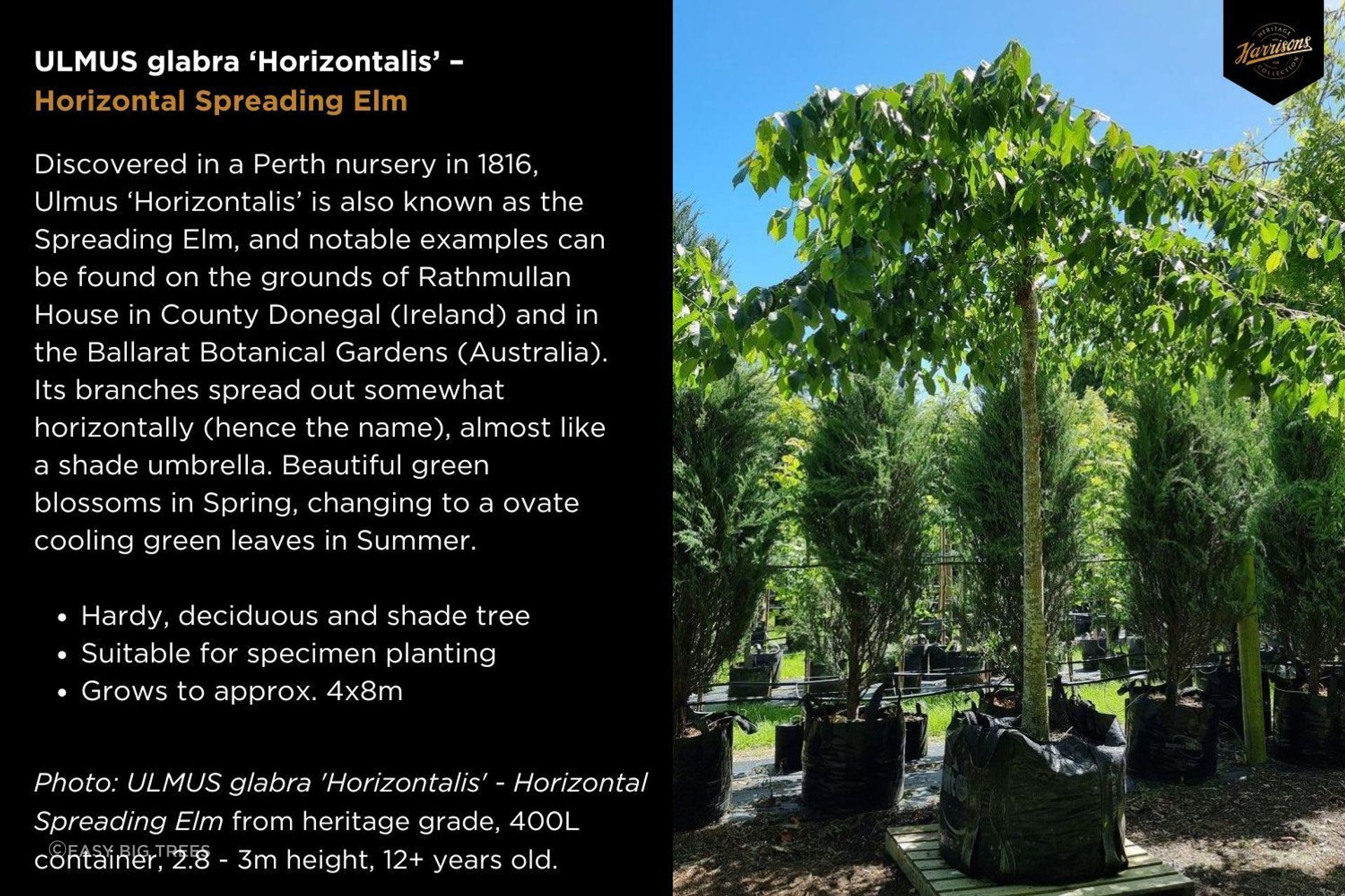Ulmus-horizontalis-nursery.jpg