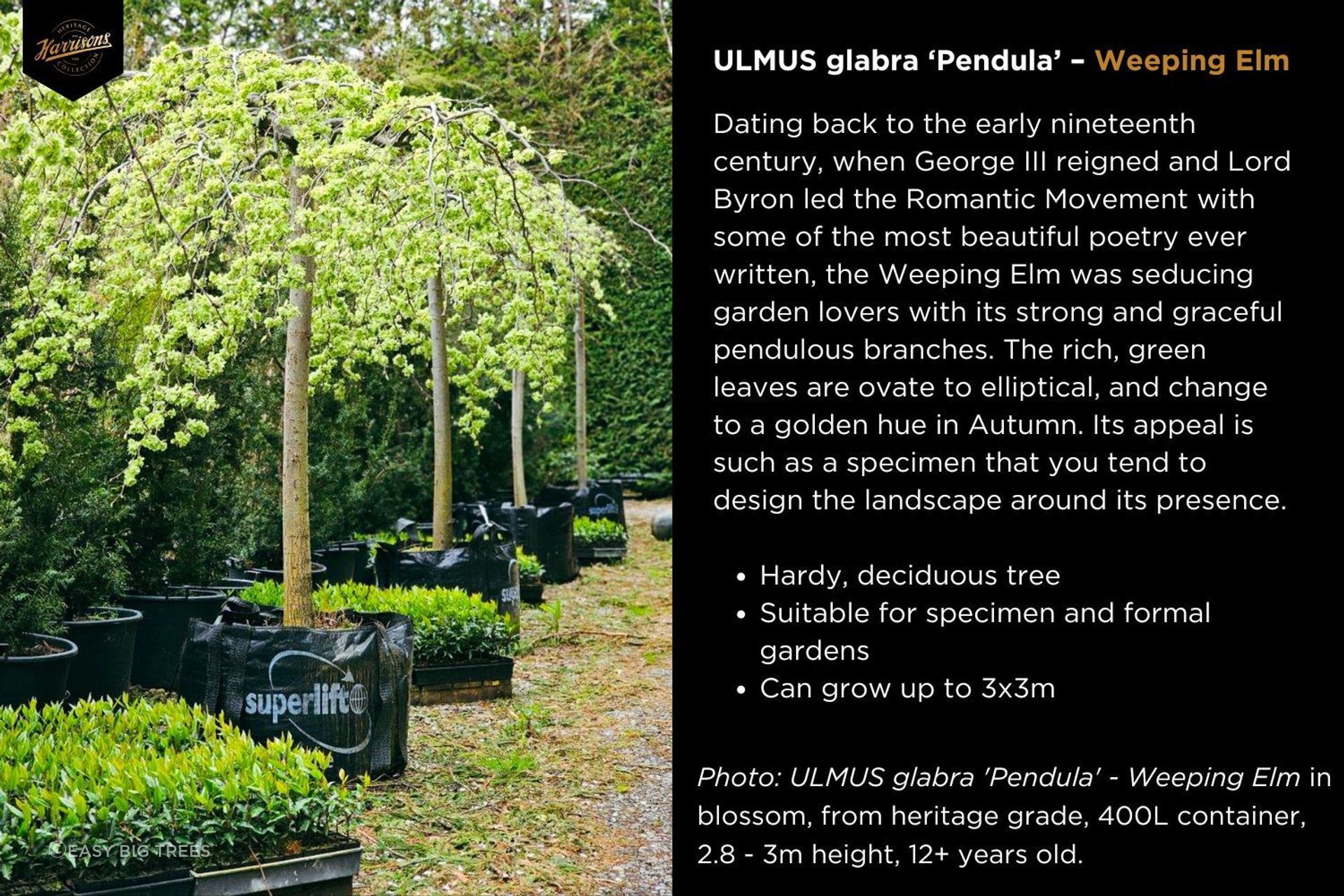Ulmus-pendula-nursery.jpg