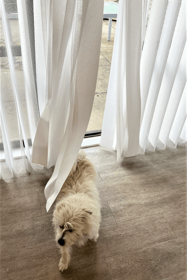 Veri-Shadeswith-pet.png