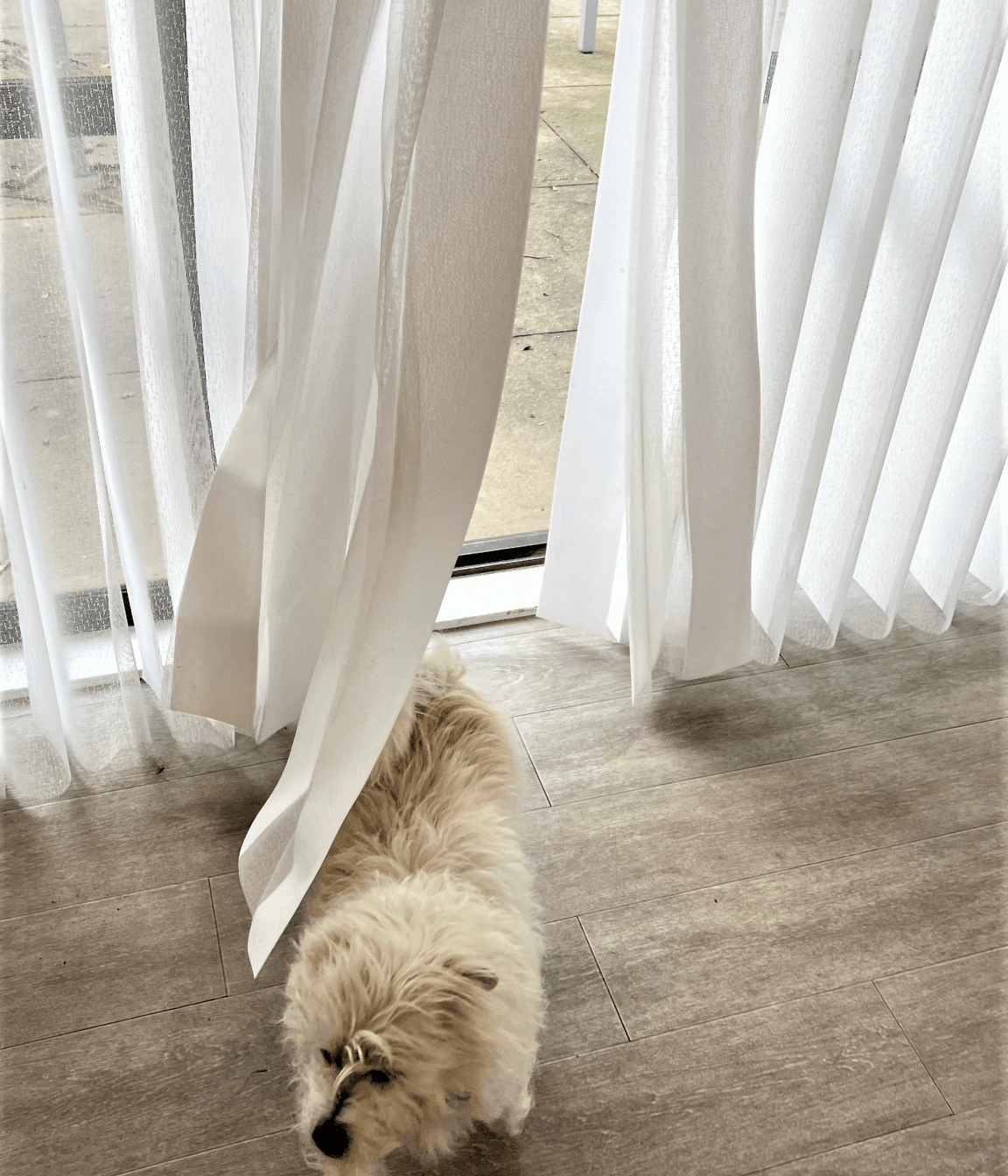 Veri-Shadeswith-pet.png