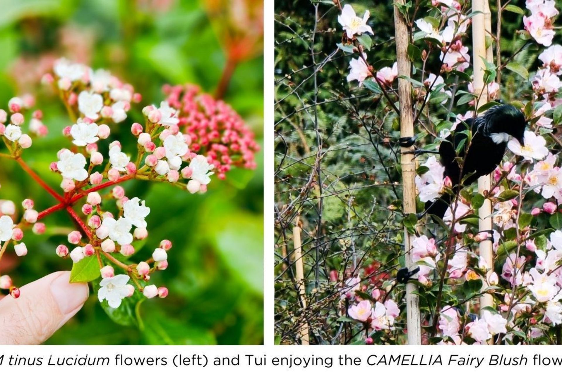 Viburnum-and-Camellia.jpg