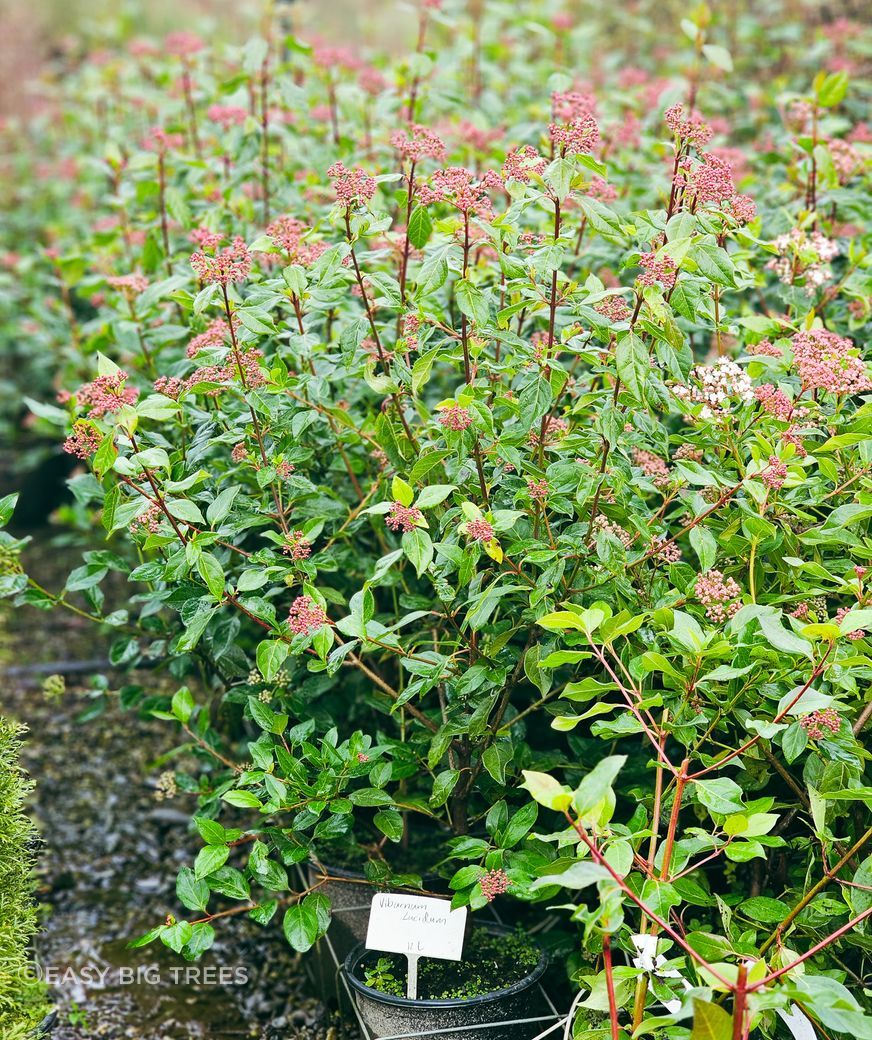 Viburnum-tinus-lucidum-12lt-in-flower-June-2024-2.jpg