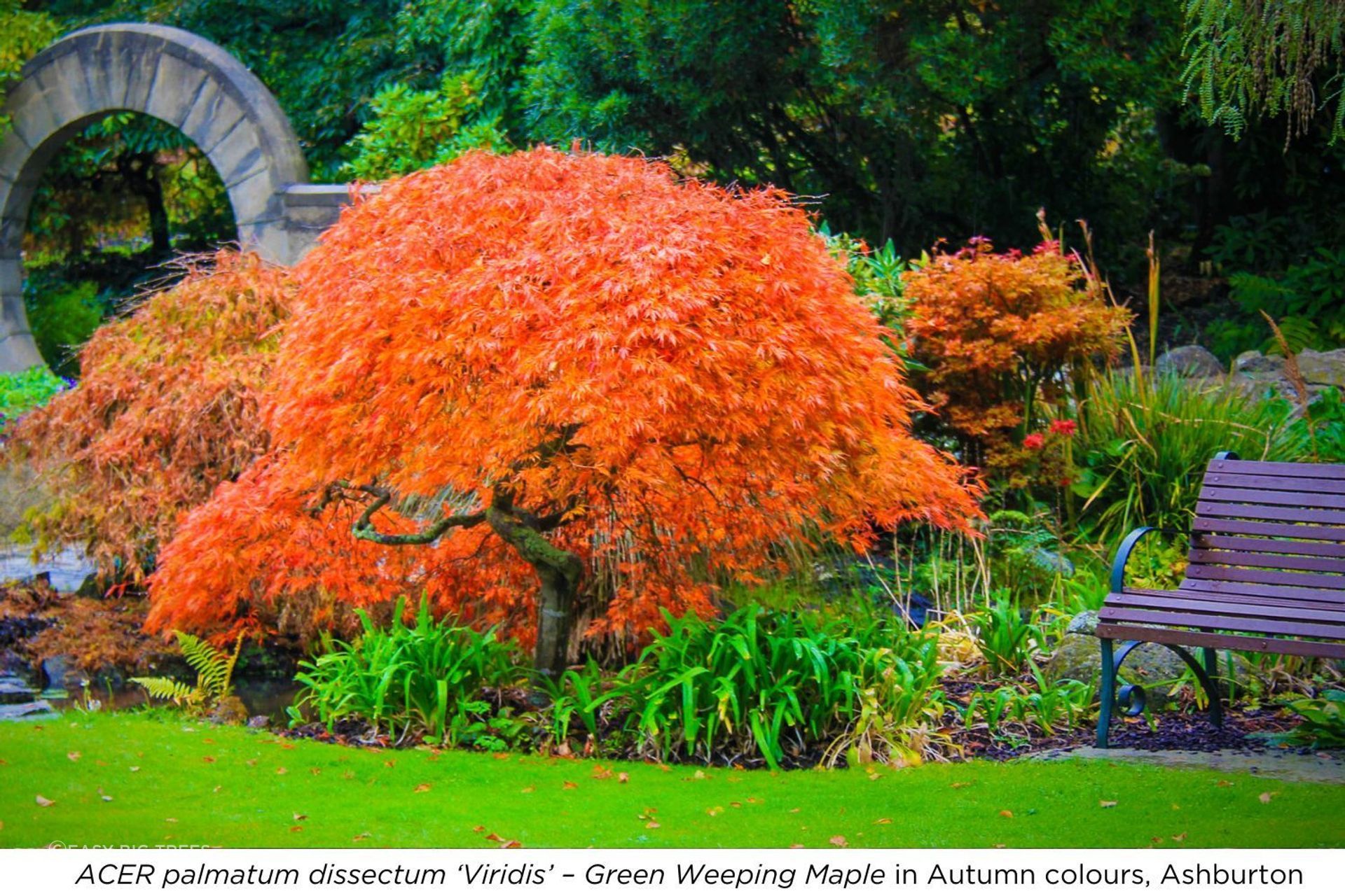 Viridis-Ashburton.jpg