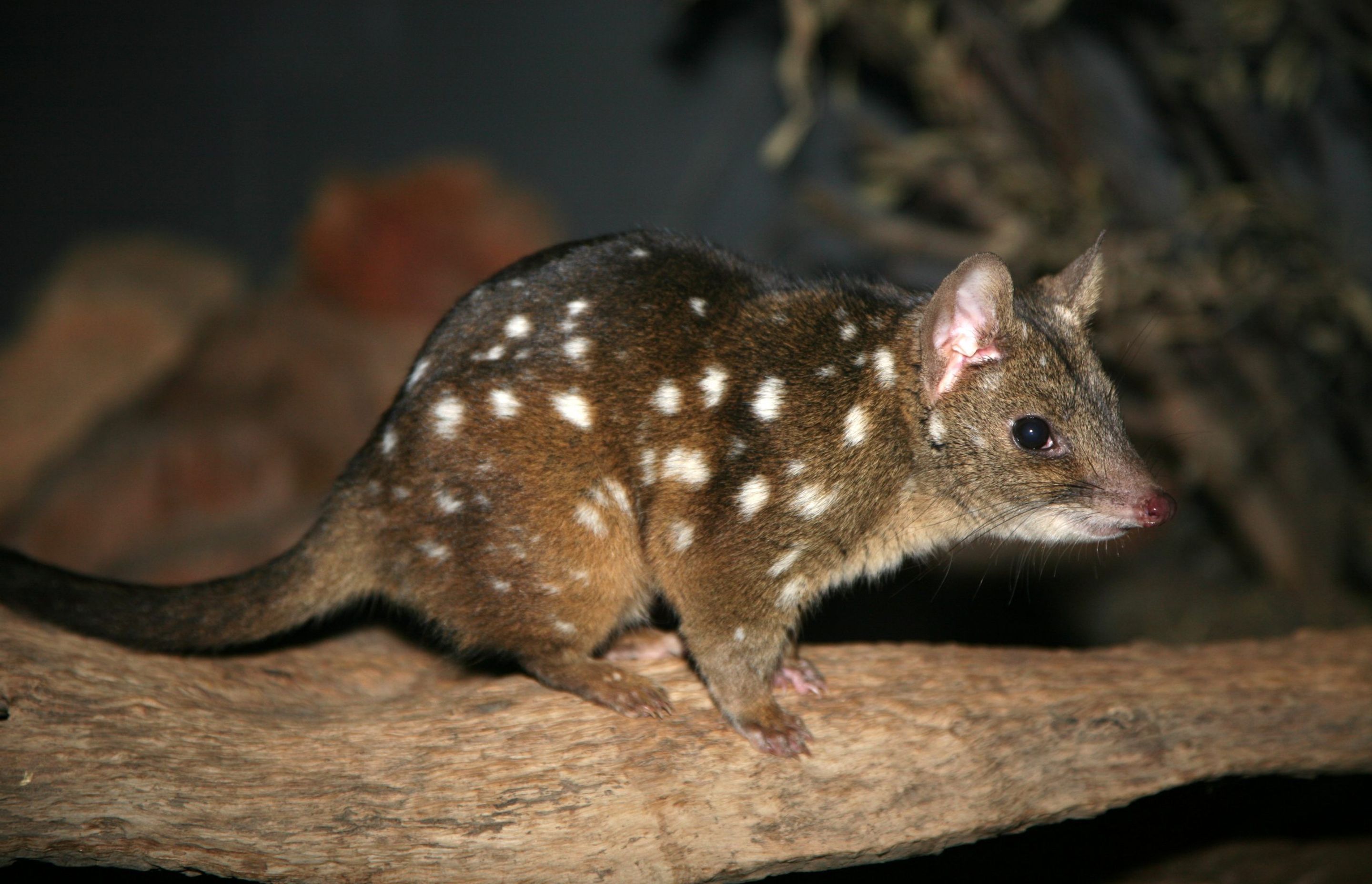 Western Quoll – Photo by Michael J Barritt