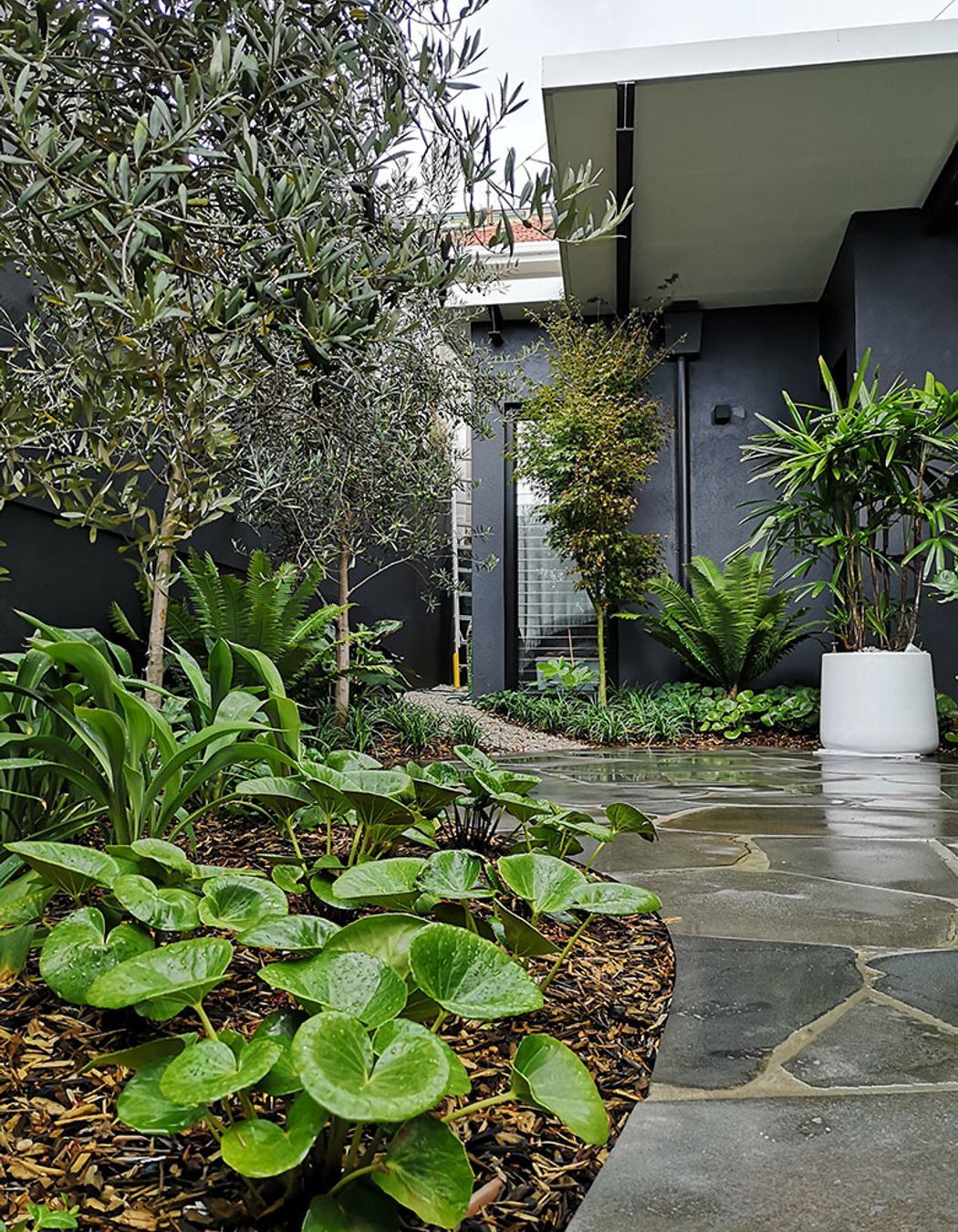 Wet, Wet, Wet: How to manage soaked Sydney gardens during La Nina’s rainy season
