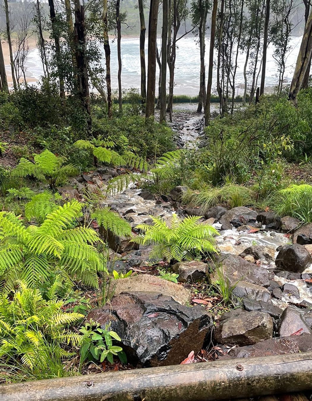 Wet, Wet, Wet: How to manage soaked Sydney gardens during La Nina’s rainy season