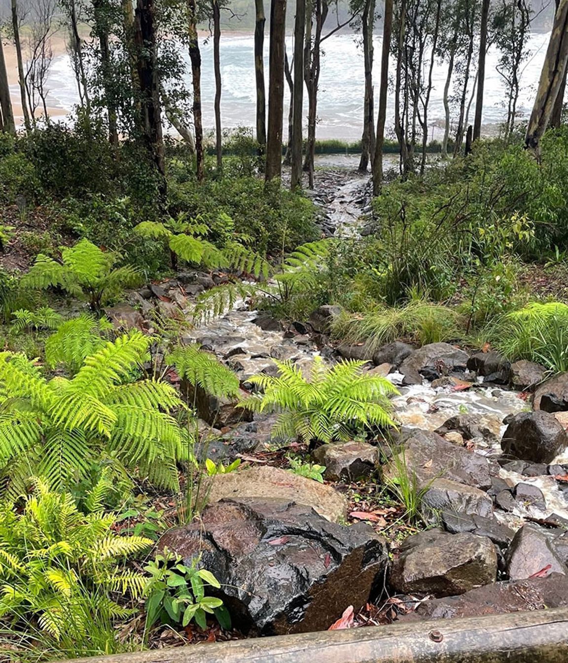 Wet, Wet, Wet: How to manage soaked Sydney gardens during La Nina’s rainy season