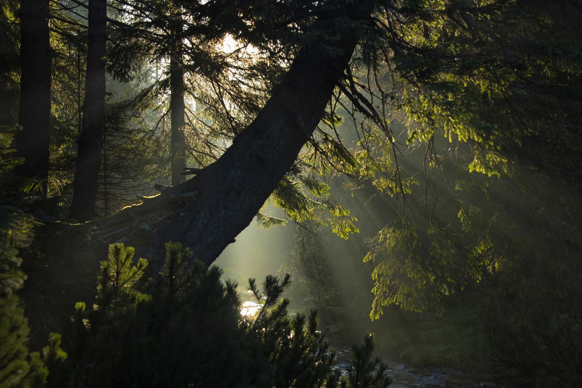 Winners of Ukrainian Photo Contest highlight the various meanings of forests