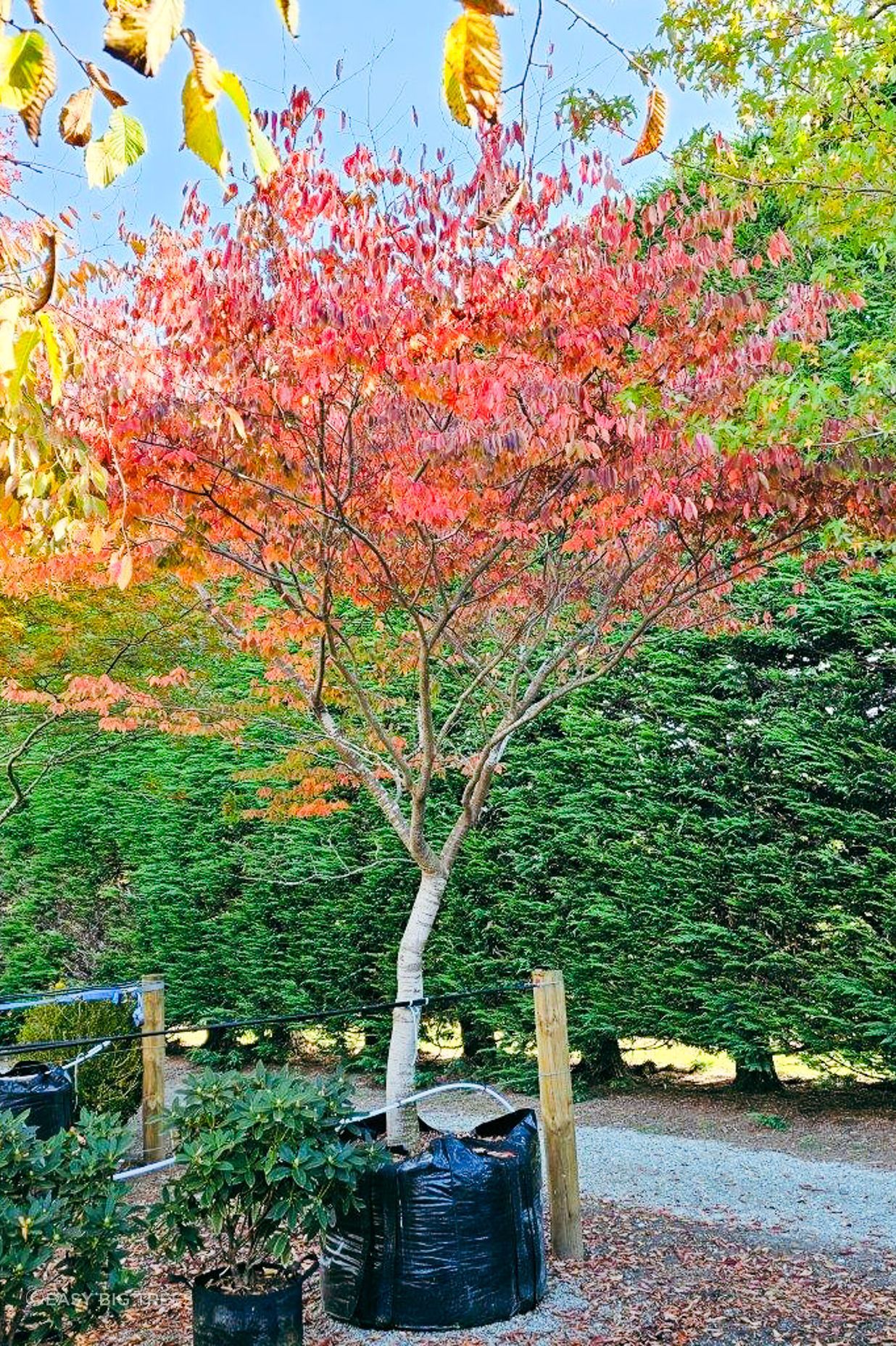 Zelkova-serrata-1000lt-Heritage-Collection-April-2024-7-v2.jpg