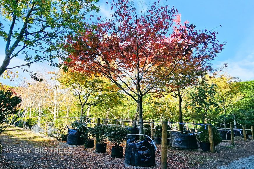 ZELKOVA serrata - Japanese Elm from Harrisons Heritage Collection, in a 1000Lt container, 6m, 15+ years old.