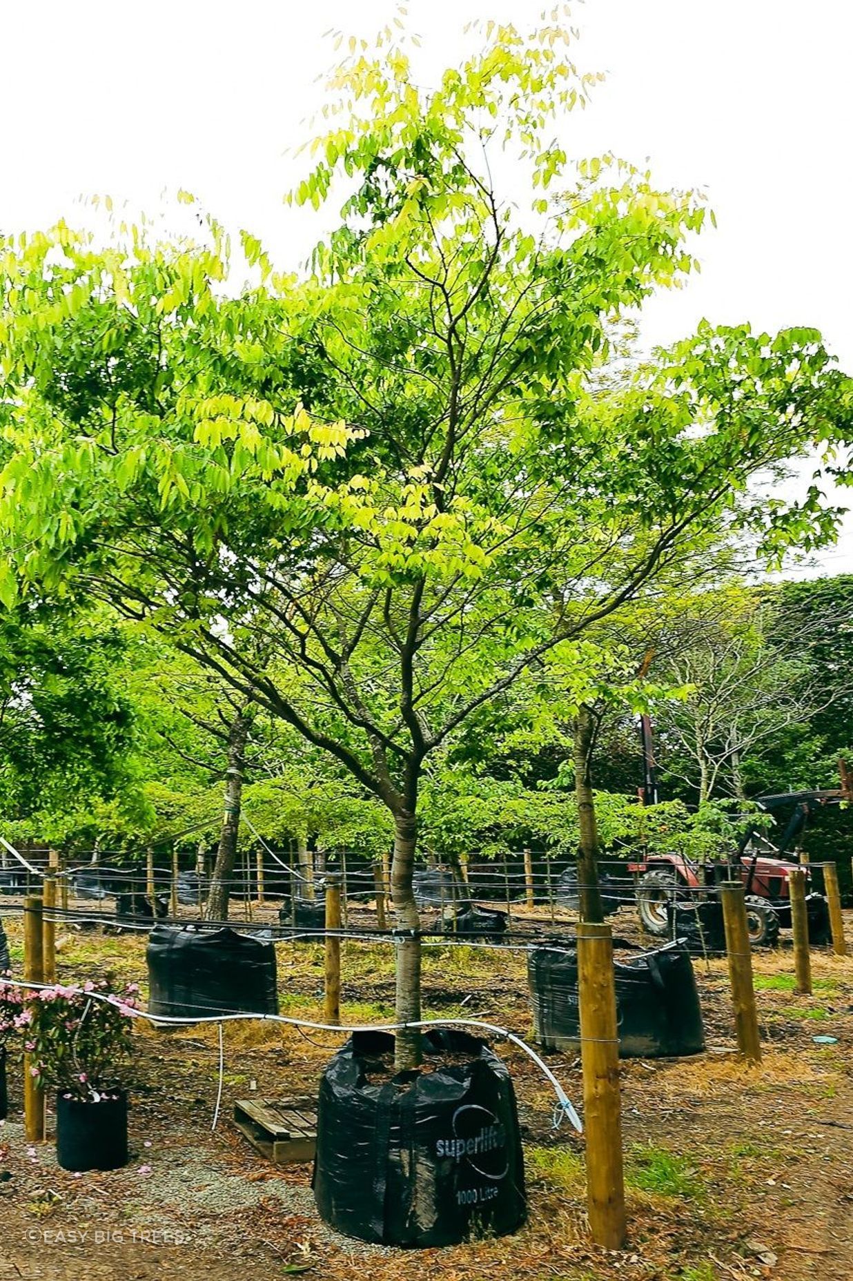Zelkova-serrata-1000lt-Heritage-Collection-Nov-2023-1-v2.jpg