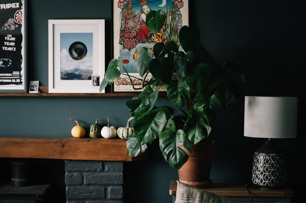 Timber Floor Care with Indoor Plants