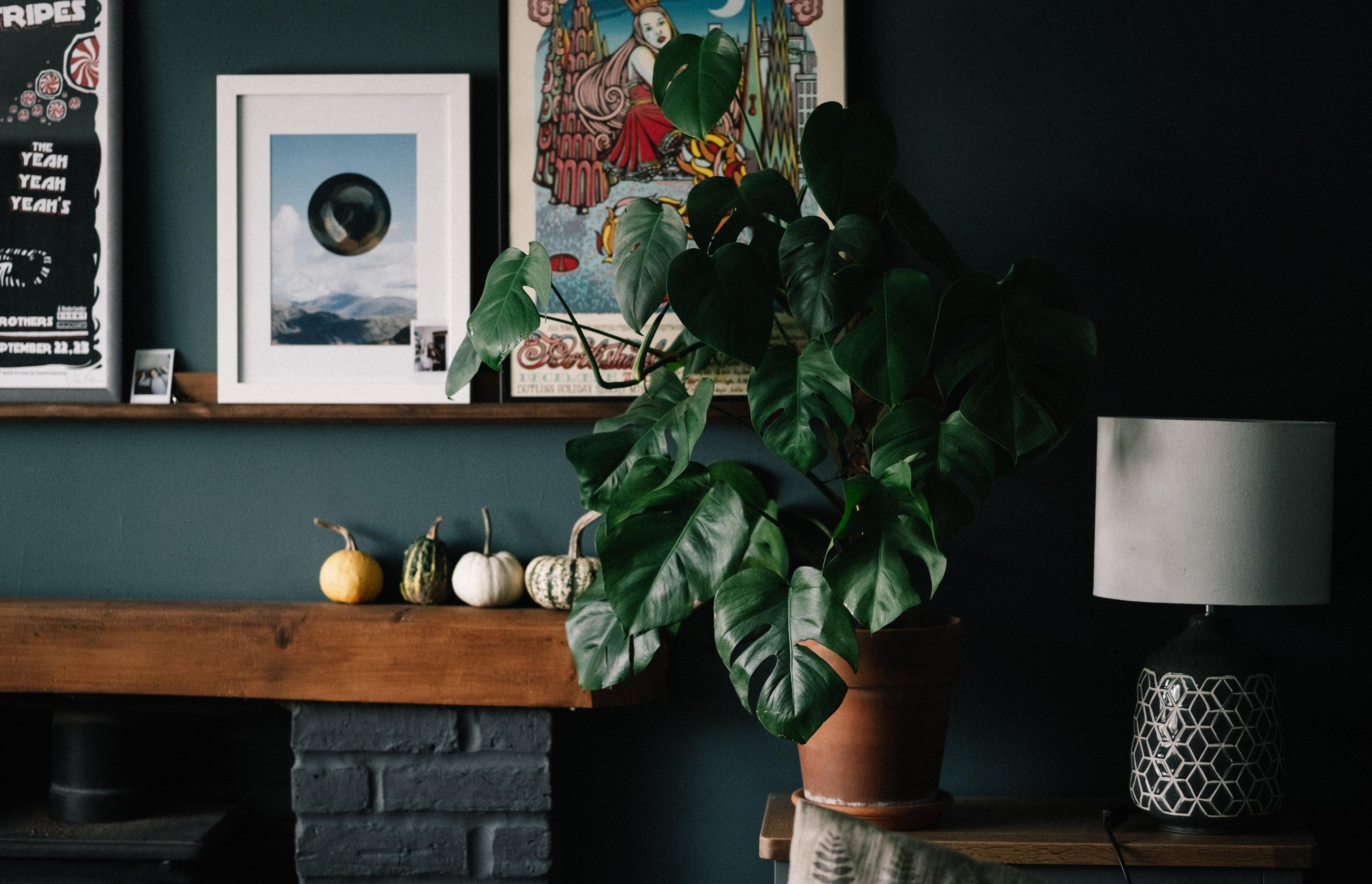 Timber Floor Care with Indoor Plants
