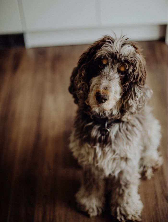 Wood flooring in pet friendly homes