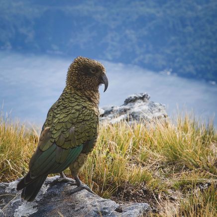 The roofing company supporting the removal of lead roofing in aid of the endangered kea