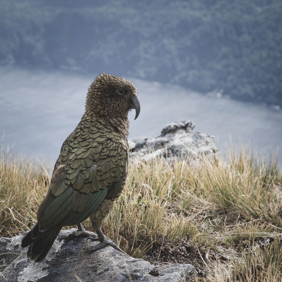 The roofing company supporting the removal of lead roofing in aid of the endangered kea