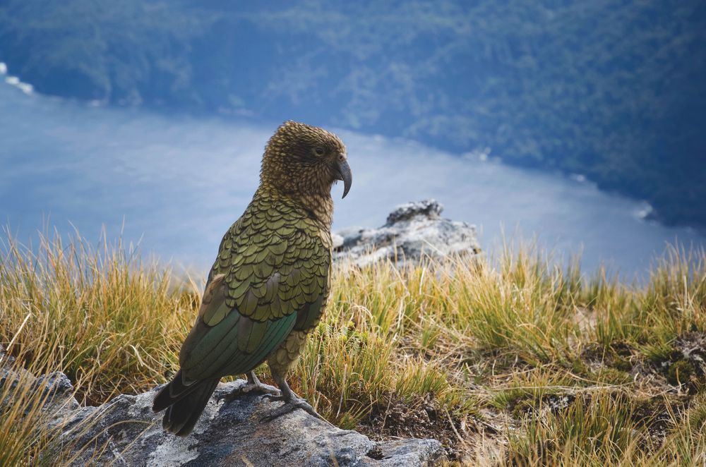 The Kea Conservation Trust (KCT) is a charity dedicated to protecting and preserving kea in their natural habitats.