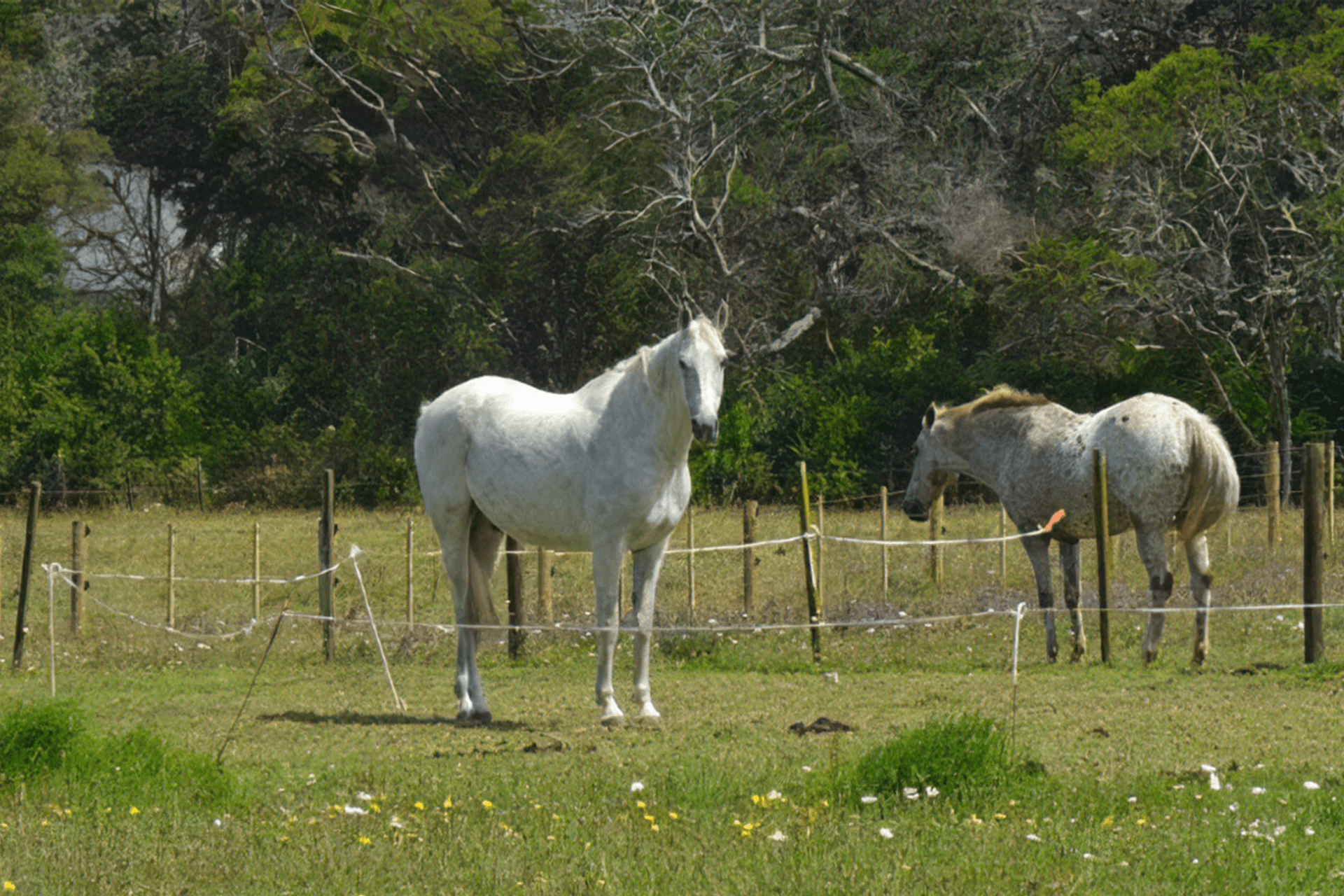 There are plenty of upsides to having a lifestyle block, but it pays to do your research.