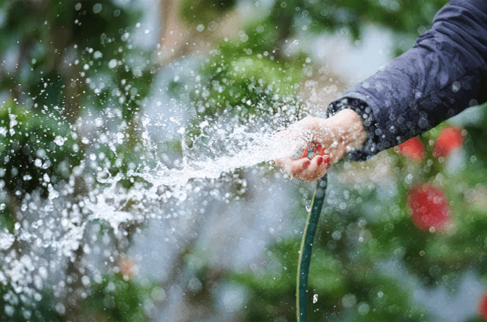 Whatever you plant, you're going to need water.