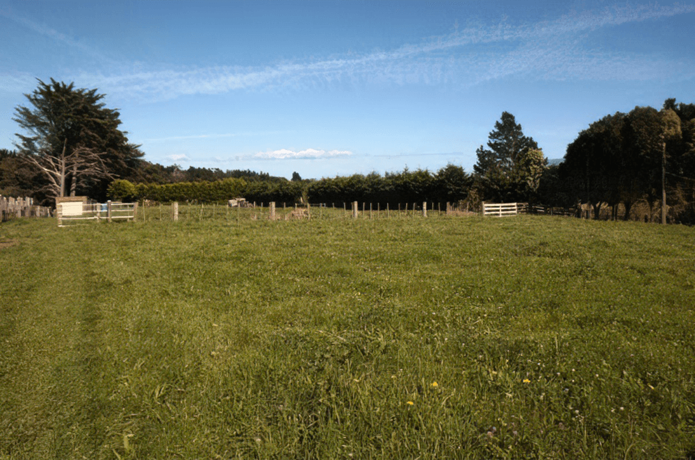 When you're trying to decide what trees to plant, consider your soil and the conditions.