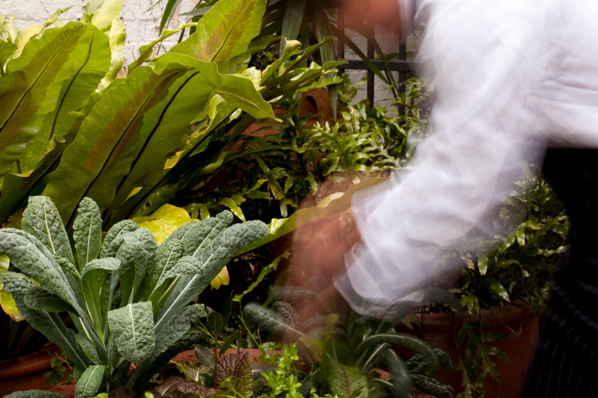 bills restaurant chef picking a selection of herbs from pots in large planters – bills restaurant in Darlinghurst – Pepo Botanic Design.
