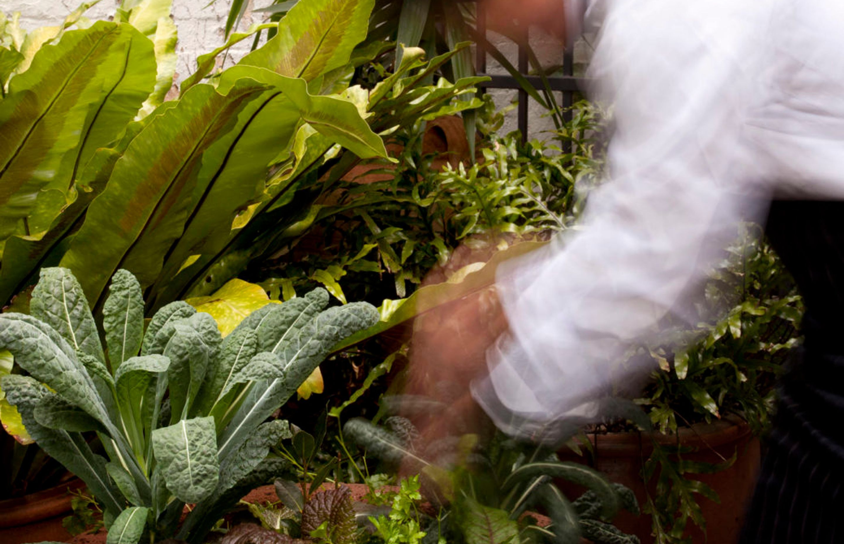 bills restaurant chef picking a selection of herbs from pots in large planters – bills restaurant in Darlinghurst – Pepo Botanic Design.