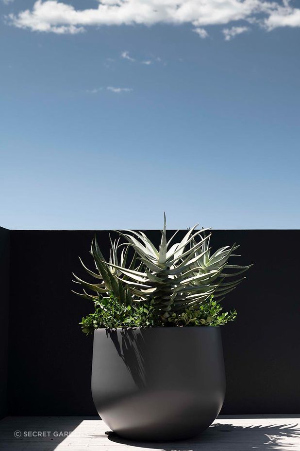 Potted plants of all sizes work well in front gardens