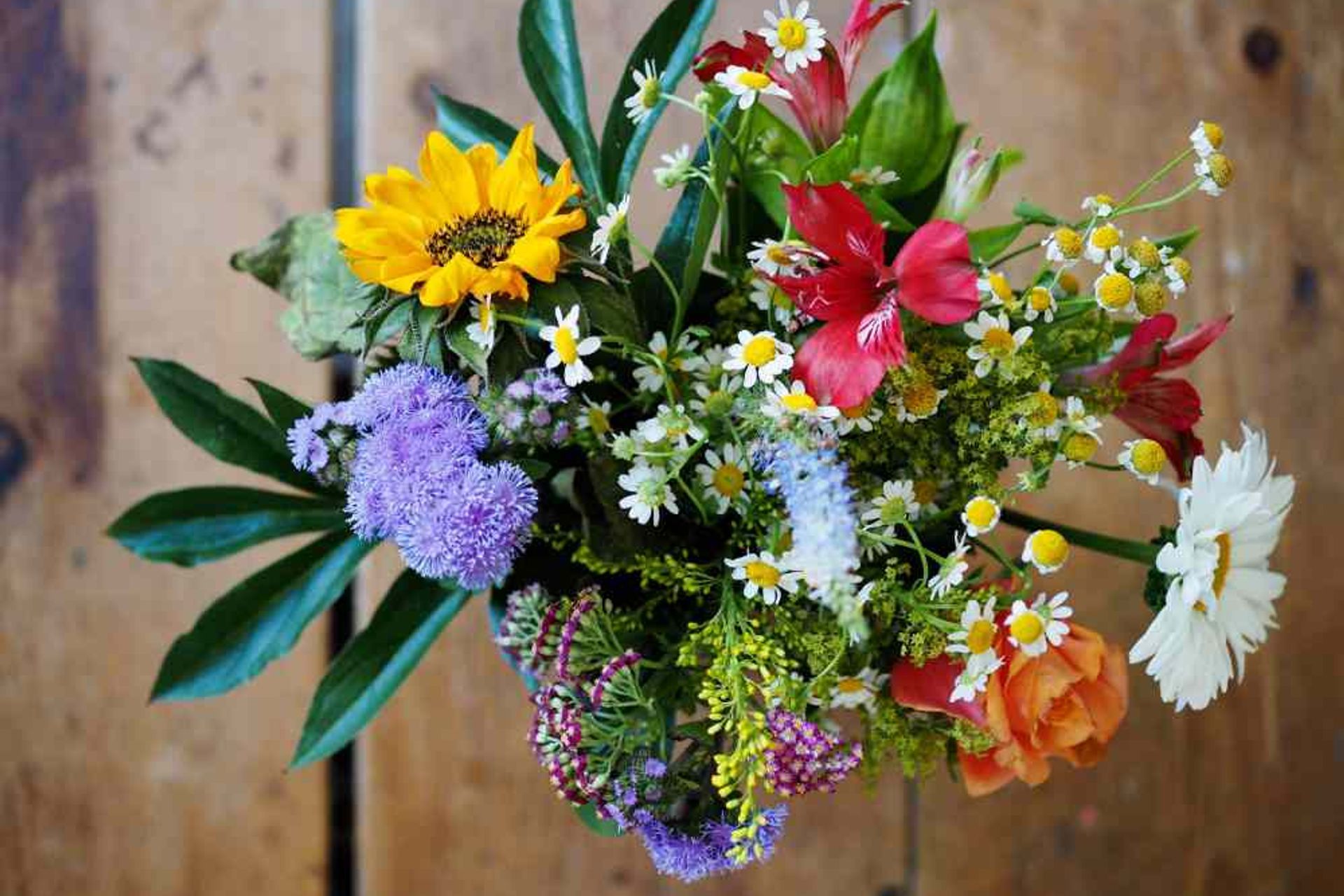 5 Plants That Will Add Colour to Your Autumn Garden