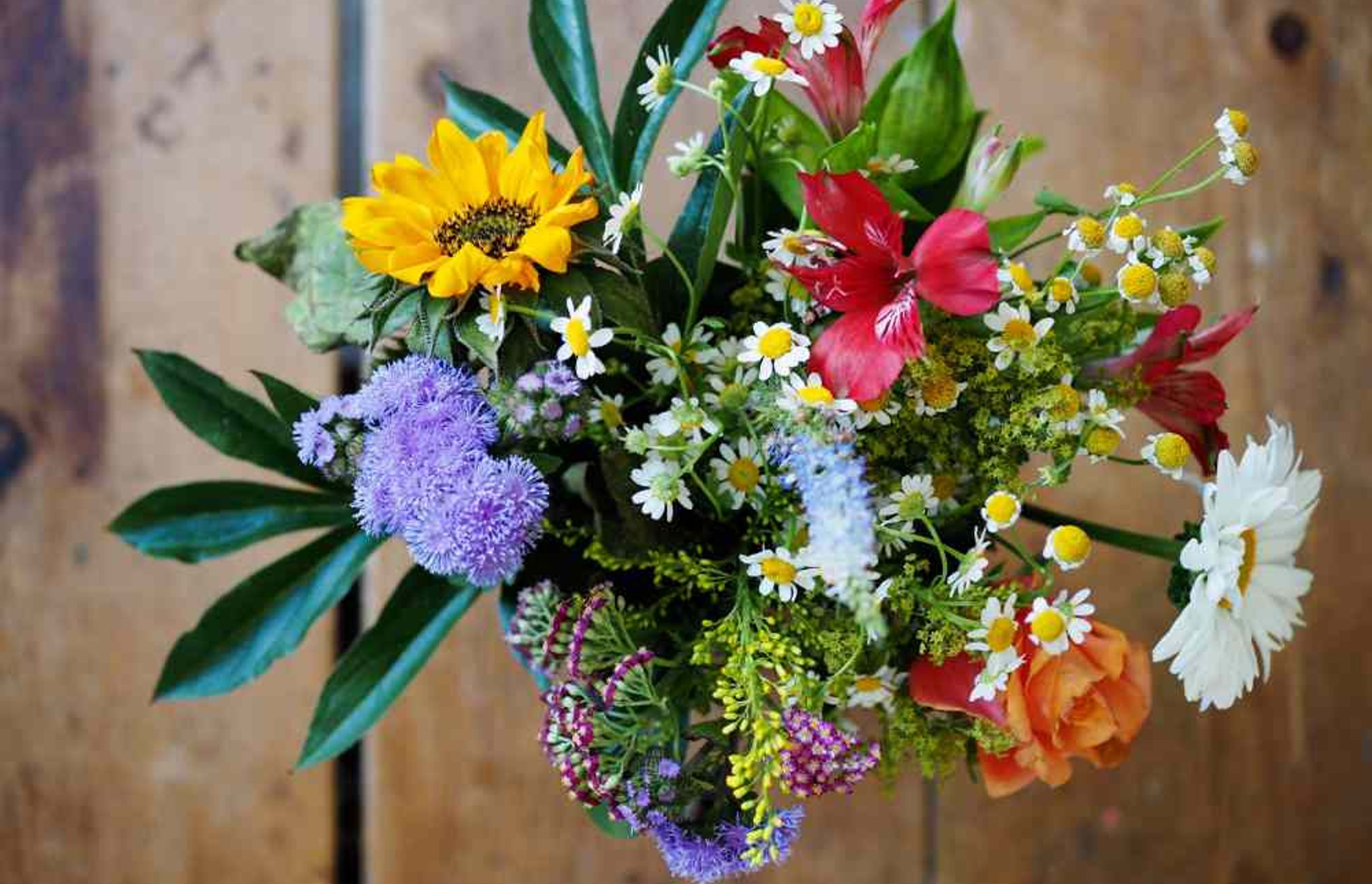 5 Plants That Will Add Colour to Your Autumn Garden