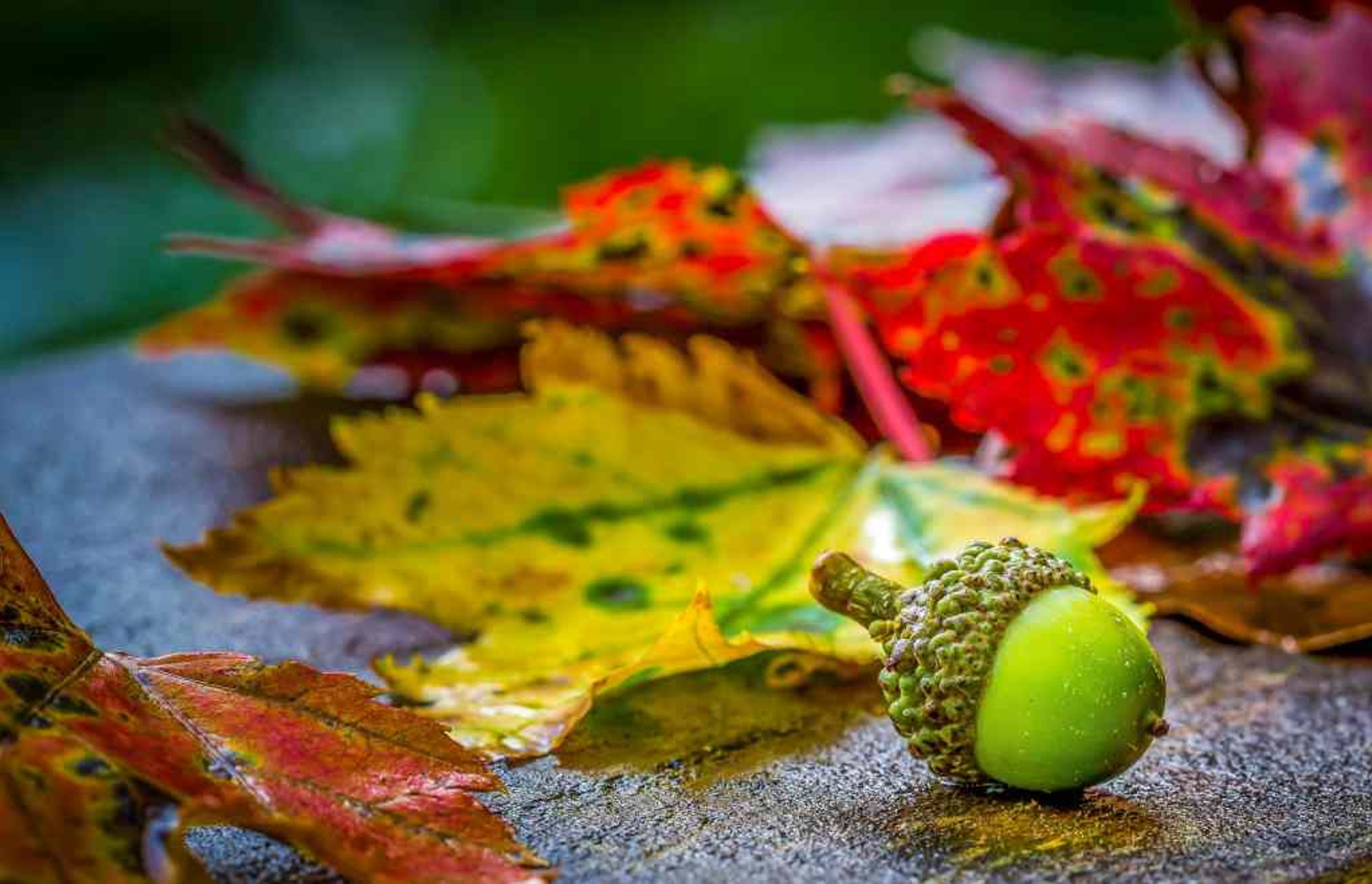 What Your Autumn Landscape Maintenance List Should Include?
