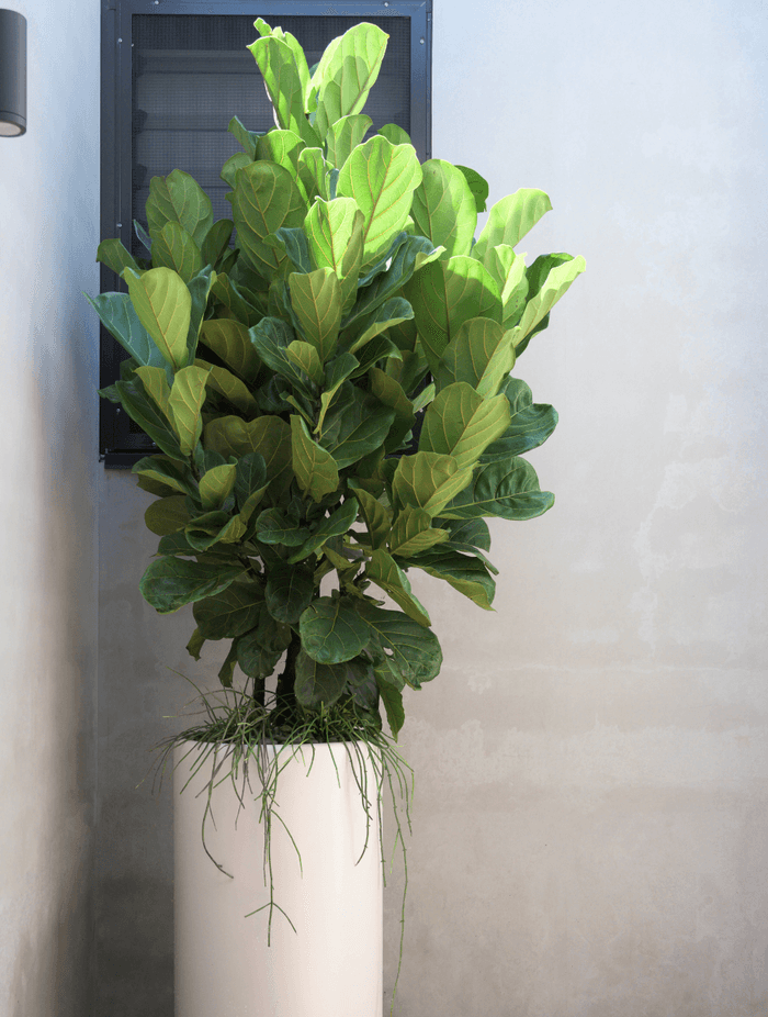 fiddle-leaf-fig.png