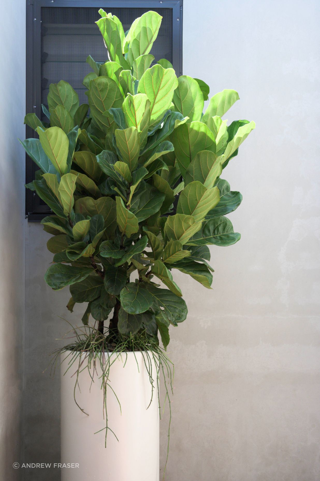 fiddle-leaf-fig.png