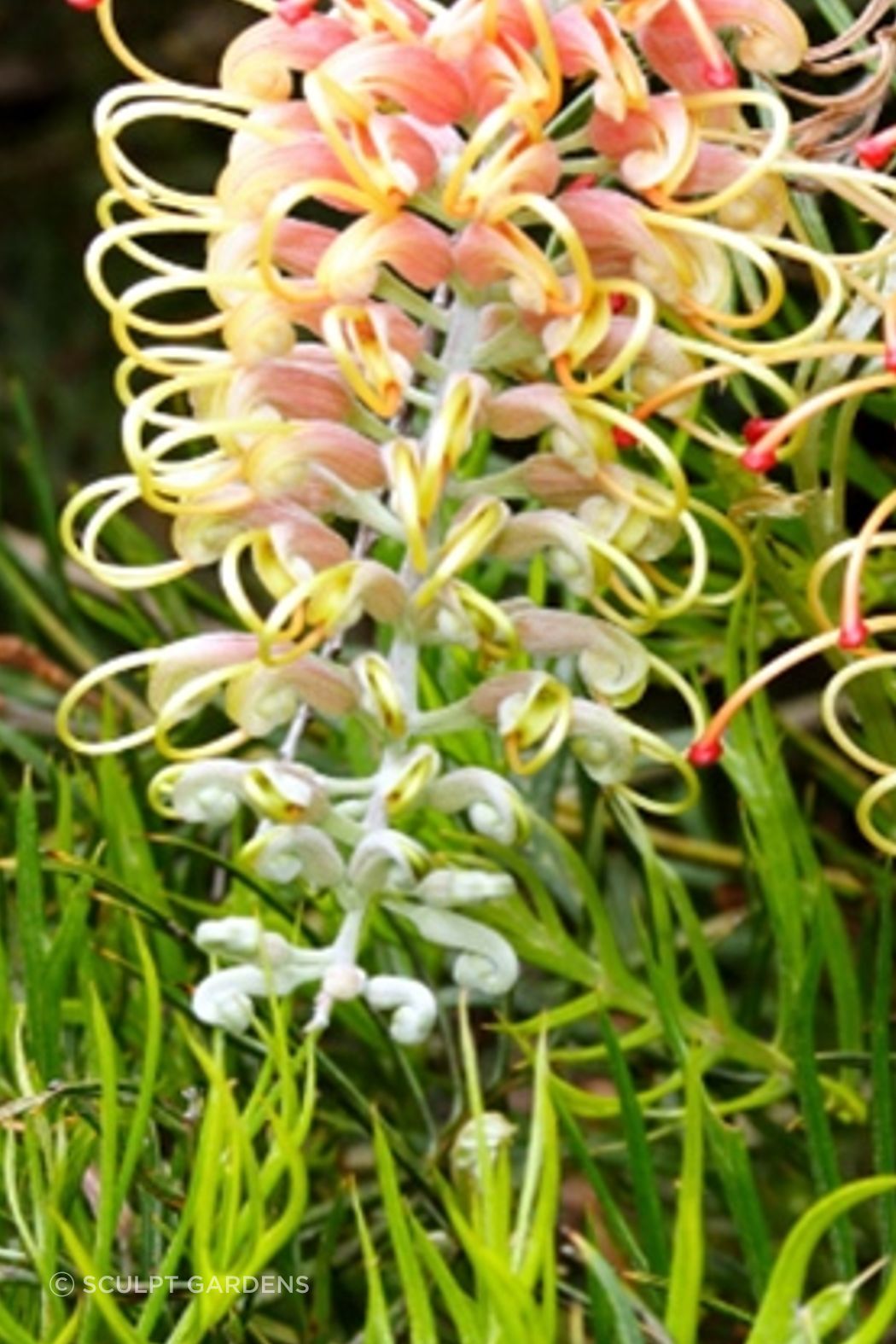 grevillea-1-ap-compressed.jpg