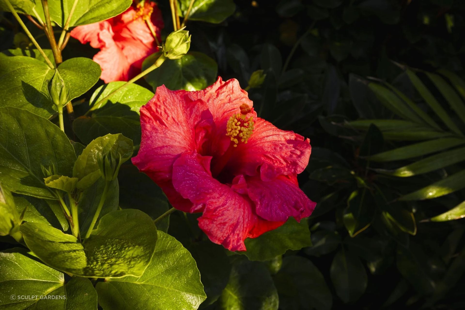 hibiscus-2048x1365-ap-compressed.jpg