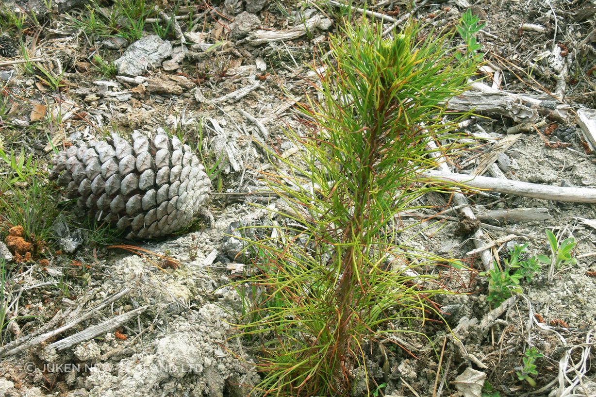 juken-forestry-6.jpg