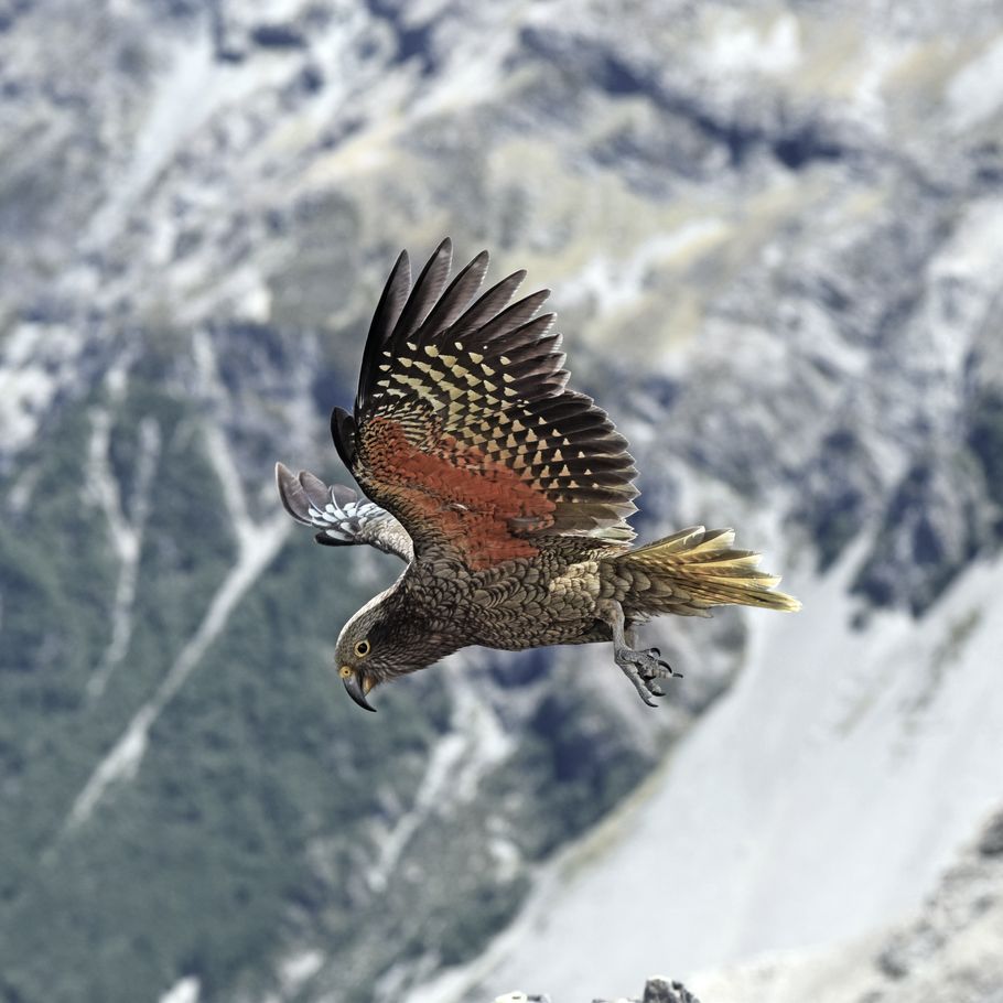 How a roofing company is helping in the kea conservation effort