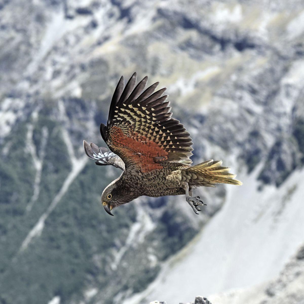 How a roofing company is helping in the kea conservation effort