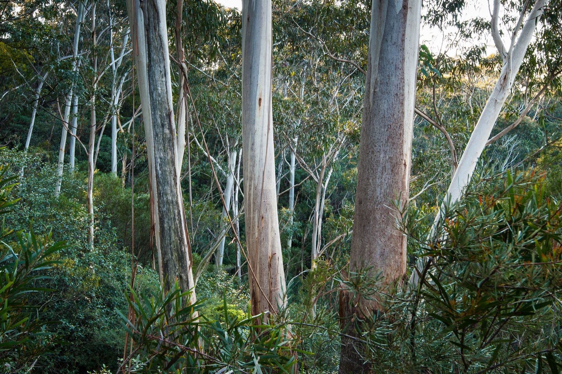 Trees and Timber