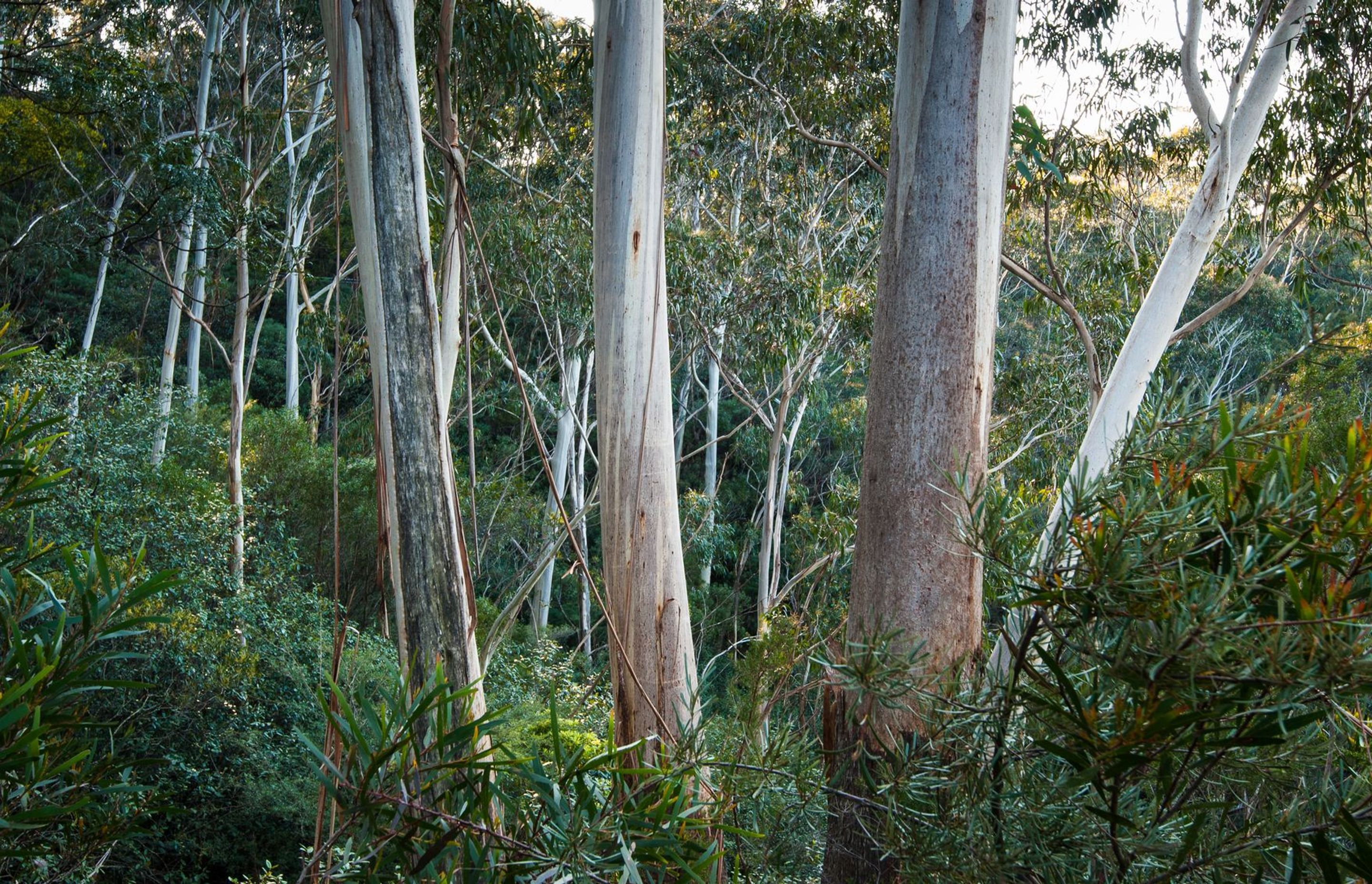 Trees and Timber